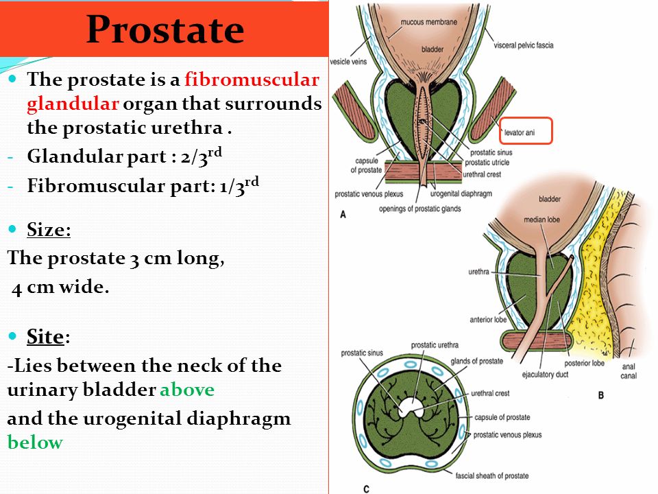 How to pronounce prostate How to pronounce prostate
